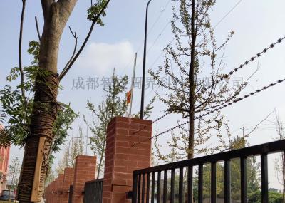 丛树小学